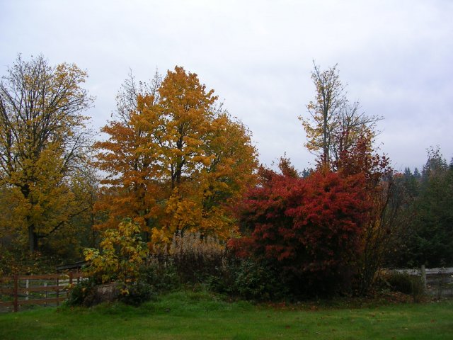 fall color 001